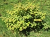 Form