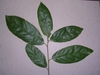 Rhamnus caroliniana