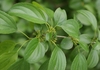 Leaves and flowers
