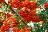 Pyracantha x 'Mohave'