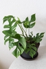 potted plant with lobed leaves like Monstera deliciosa.