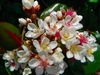 Cluster of white flowers with showy stamens that turn red.