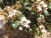 Flower and Leaves