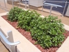 A planter with 3 small, low mounding shrubs.