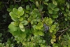 Ovate, slightly serrate leaves & clusters of dark blue berries.
