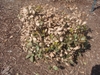 Rounded, dense shrub with brown, dried leaves.