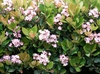 Flowers of 'Enchantress'