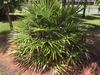 A shrub forming a mound of palmate leaves.