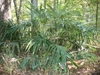 A shrub forming a mound of palmate leaves.