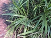 Palmate leaves on a long, slender petioles.