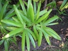 Leaves
