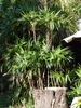 Native habitat