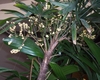 Panicle bearing small white fruits