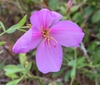 Close up of flower