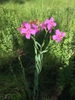 Form