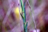 Stems and leaves