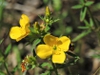 Flowers and buds