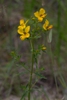 Form