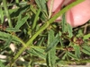 Leaves and stem