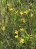 Native habitat