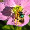 Rhexia mariana flower with bee