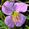 Rhexia mariana flower close up