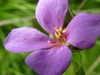 Close up of flower