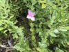 Form
