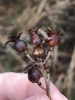 Fruit