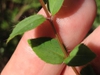 Leaves and stem