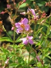 Rhexia virginica