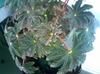 Plant with palmately lobed, ciliate leaves.