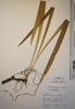 Rhizomes and shoot in July in Essex County, Ontario