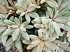 Rhodo yakushimanum