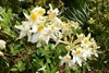 Clusters of pale yellow flowers with dark yellow spot.