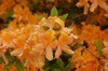 Rhododendron Knaphill Apricot hybrid