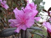Rhododendron (PJM Group)
