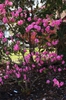 PJM Rhododendron Weston's Pink Diamond