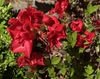 'Roblez' - Azalea Autumn Fire