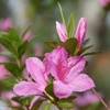 Rhododendron Southern Indica Hybrid