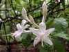 Rhododendron viscosum