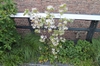 Rhododendron Viscosum
