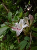Rhododendron arborescens