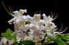 Showy white flowers.