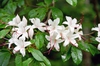 Rhododendron arborescens