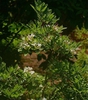 Rhododendron arborescens