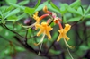 Rhododendron austrinum