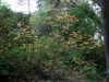 Rhododendron austrinum
