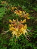 Rhododendron austrinum