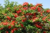Rhododendron calendulaceum